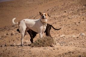 Dogs Pet Desert