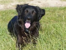 domestic Dog Crossing Nature