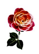 rose fiery love valentine blossom