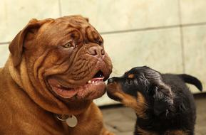 Rottweiler Puppy Dog