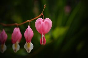 Flower Heart Bleeding