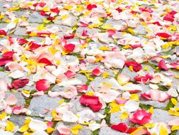 Rose Petals Wedding