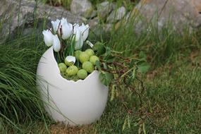 Easter Egg Shells Bird Eggs