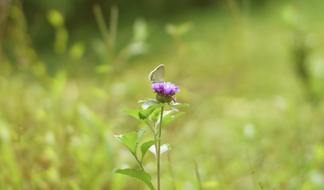 Lilli Butterfly on flower