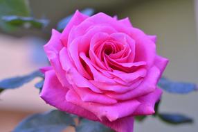 Rose Desire Pink Roses