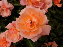 Pink Orange Rose flowers in garden