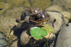 Nature Wildlife Animal