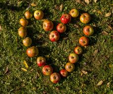 Heart shaped Apples on Rush