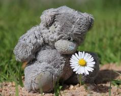 Teddy Flower Bear