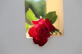 red rose on a white fence