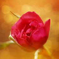 Rose Red Flower Single