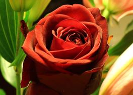 Flower Rose Red