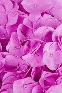 Flowers Pink Magenta