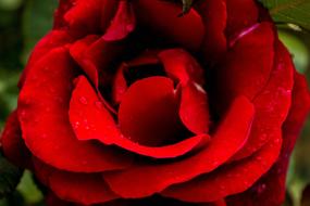 Rose Flower Red