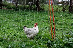 Bio Chicken Permaculture Animal