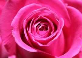 Pink Rose Flower