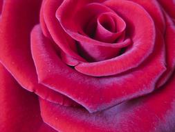 Rose Red Flower