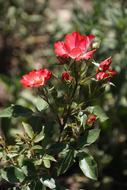 Rose Cherry Meidiland Rosaceae