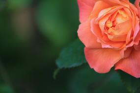 Flower Nature Rose