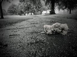 Lost Teddy Bear on road