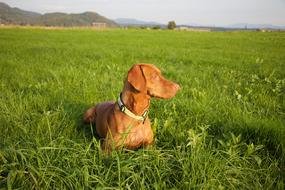 Vizsla Dog Animal