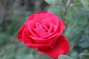 Rose bright pink Flower