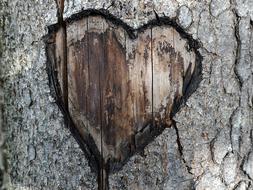 Heart Love carving on tree bark