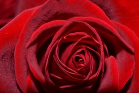 flower rose red love