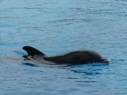 Dolphin Dolphinarium Swim