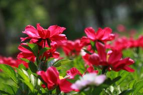 Red flowers in the park