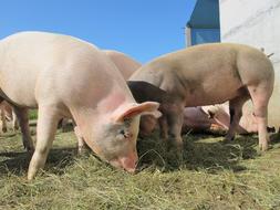 Pigs Alp Rona Furna