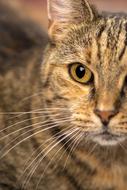 Domestic Cat Close-Up Public