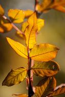 Yellow Leaves Flower macro Picture