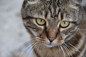 Sad Sweet Cat closeup view