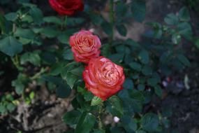 Rose Flower Love