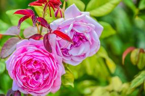 Rose Background Beautiful