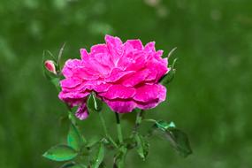 Rose Blossom Nature