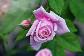 Flower Plant Leaf Plants
