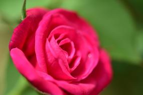 Flower Rose Petal