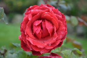 Red Rose Pink