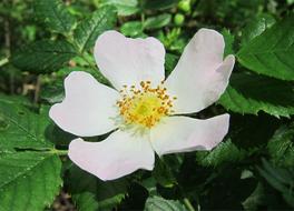 Dog-Rose Flower