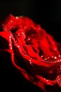 Red Rose Flower at darkness macro view