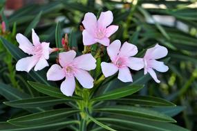 Flowers Pink White