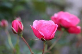 Roses Pink Garden