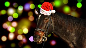 Horse Christmas Santa Hat