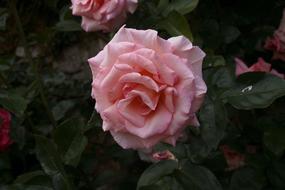 Rose Flower Flora