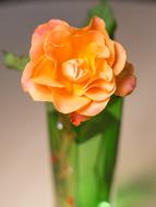 Natural orange Flower rose