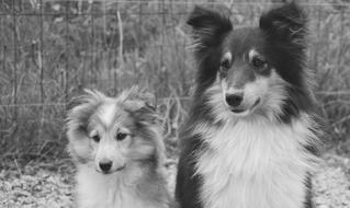 Dog Dogs Puppy Shetland