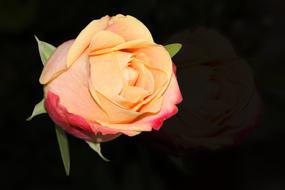 orange Flower Rose Petal