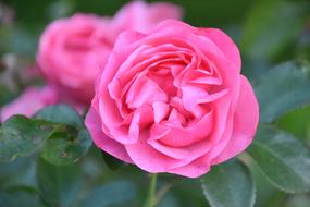 pink Rose Blossom Blooming